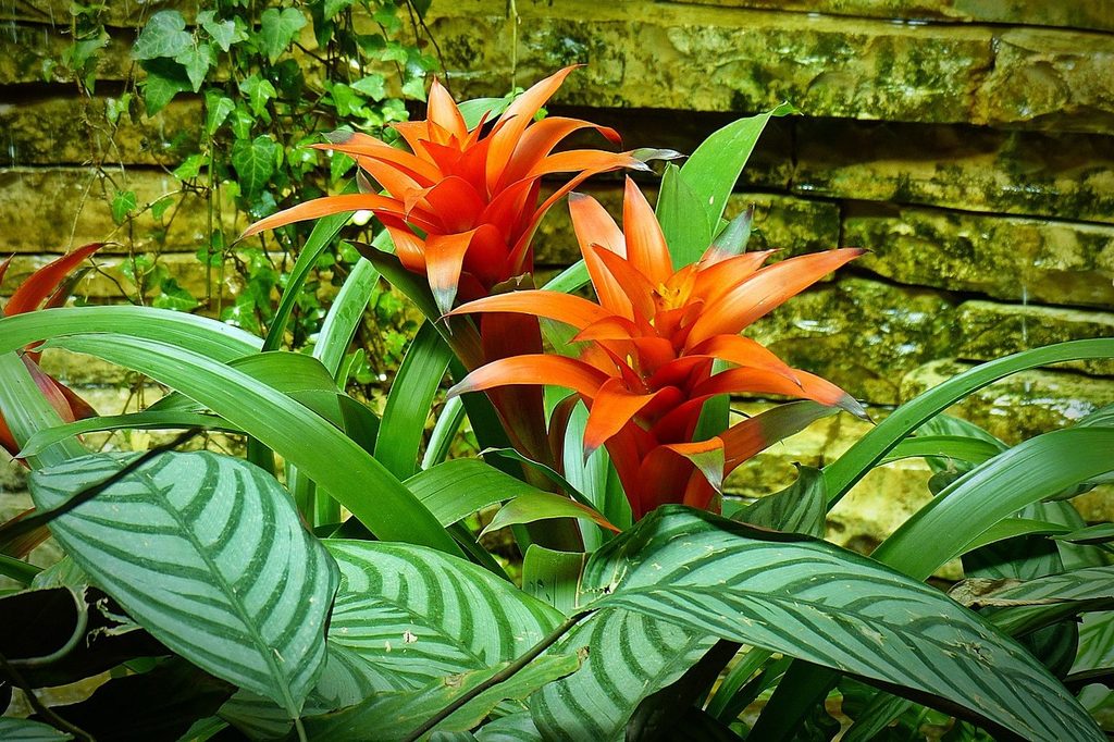 Orange bromeliad flowers