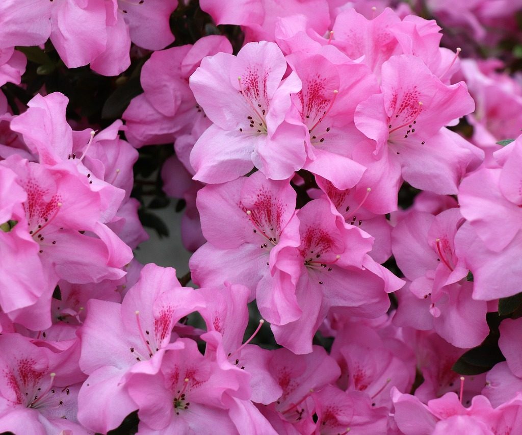 Pink azalea flowers