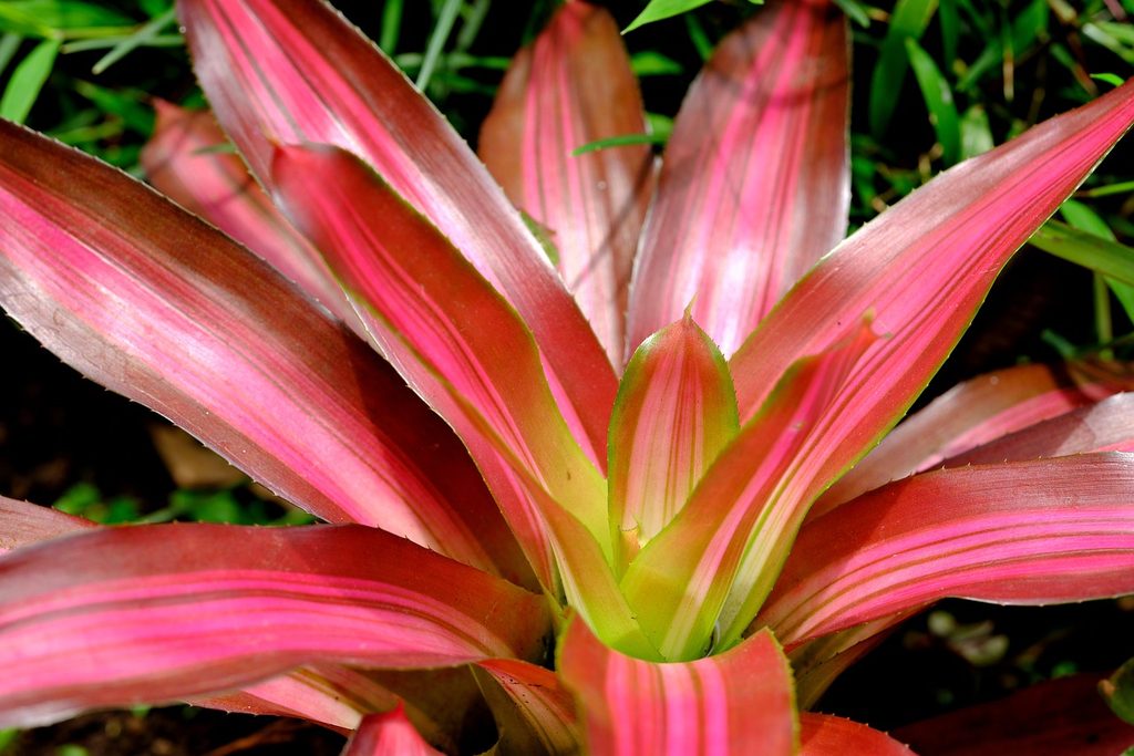 A large pink bromeliad