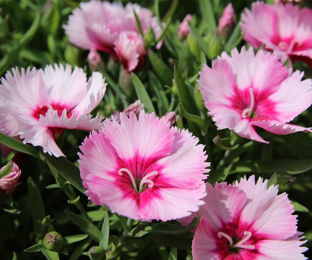 Pink dianthus flowers