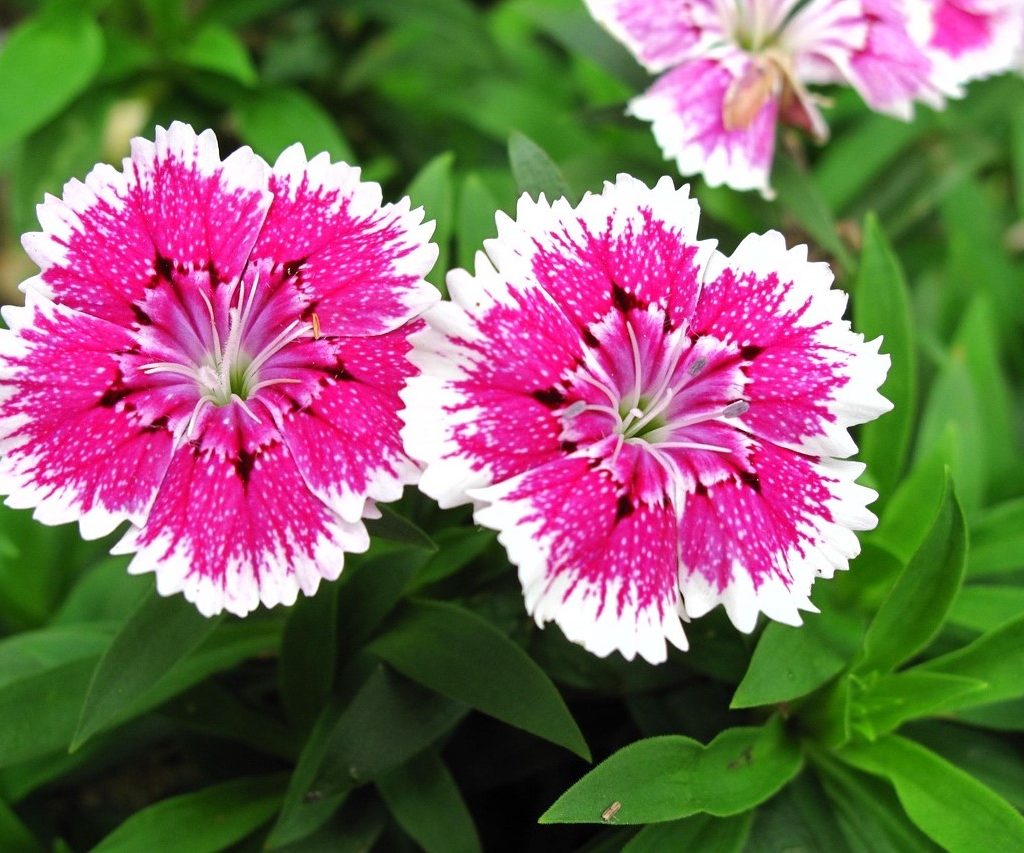 Pink dianthus flowers with white spots