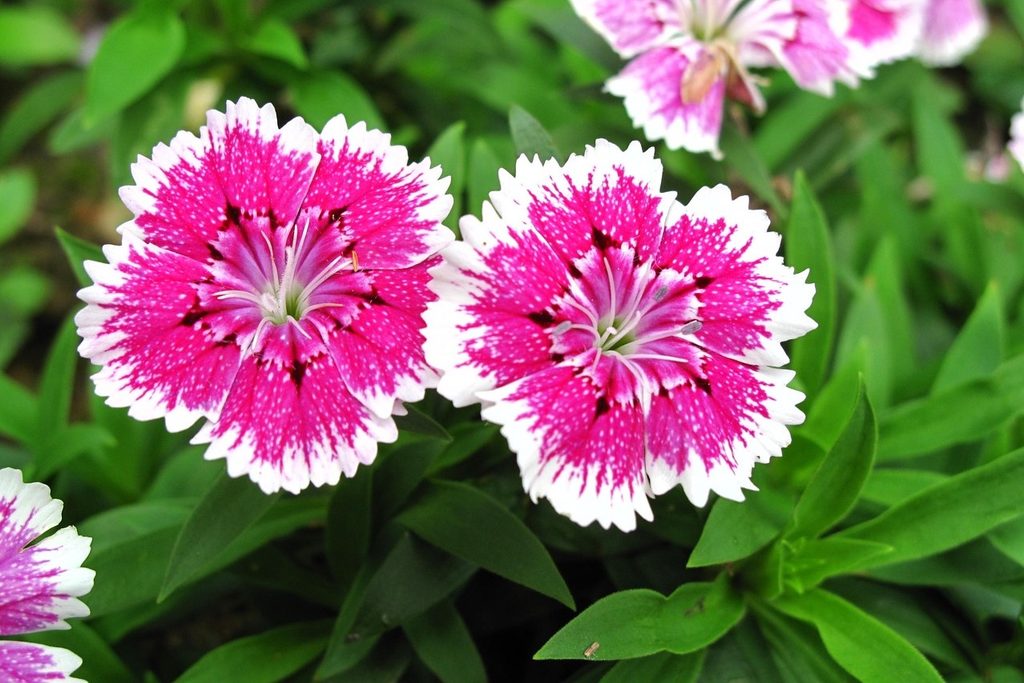 Pink dianthus flowers with white spots