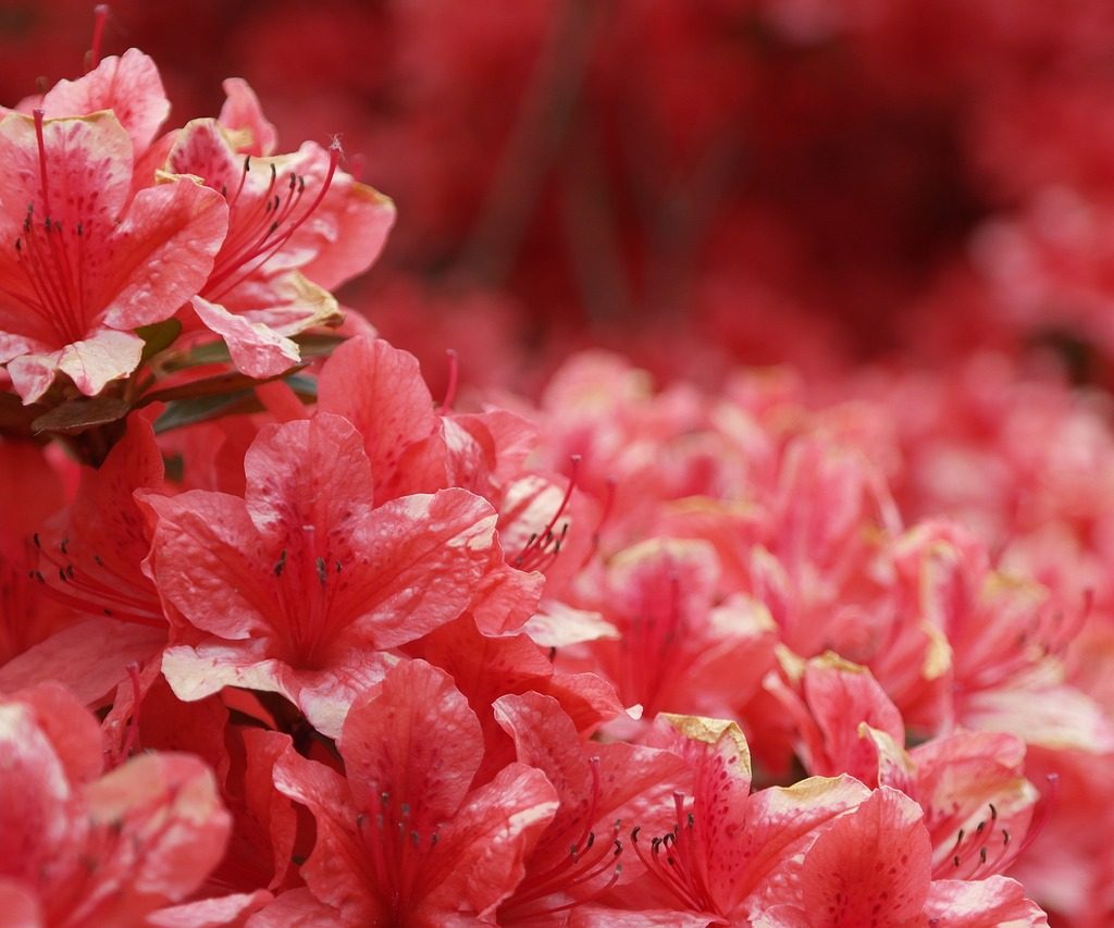 Red azalea flowers