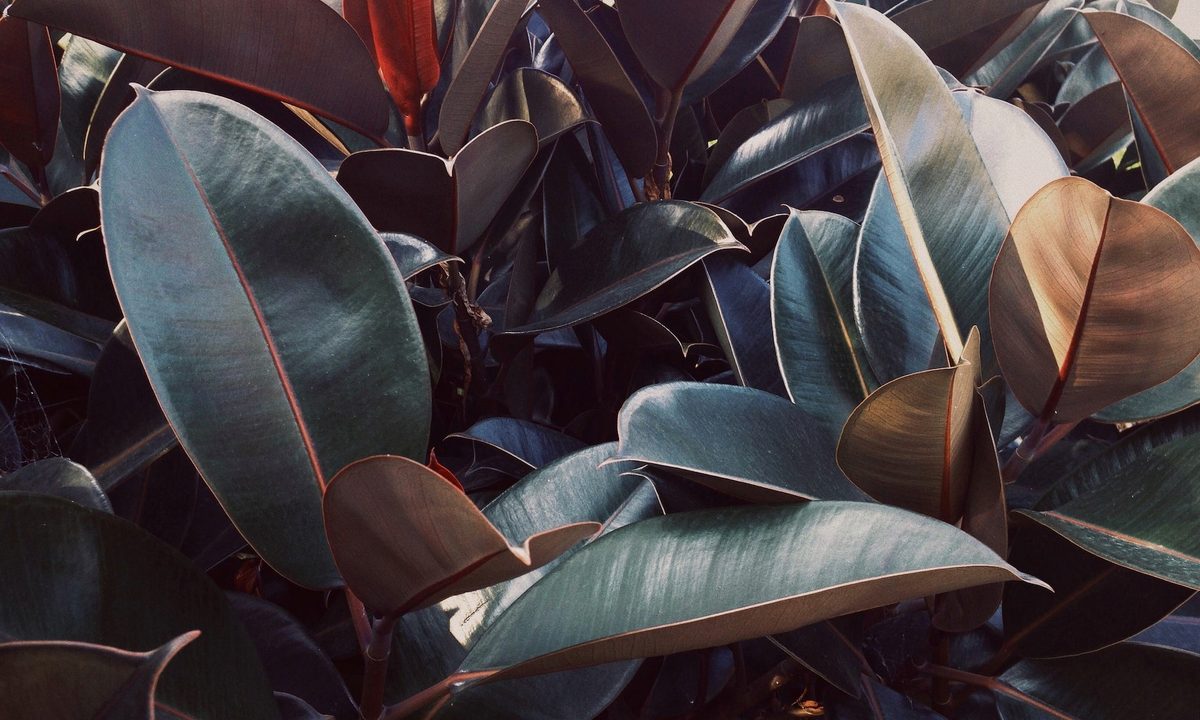 Rubber tree plant with dark leaves