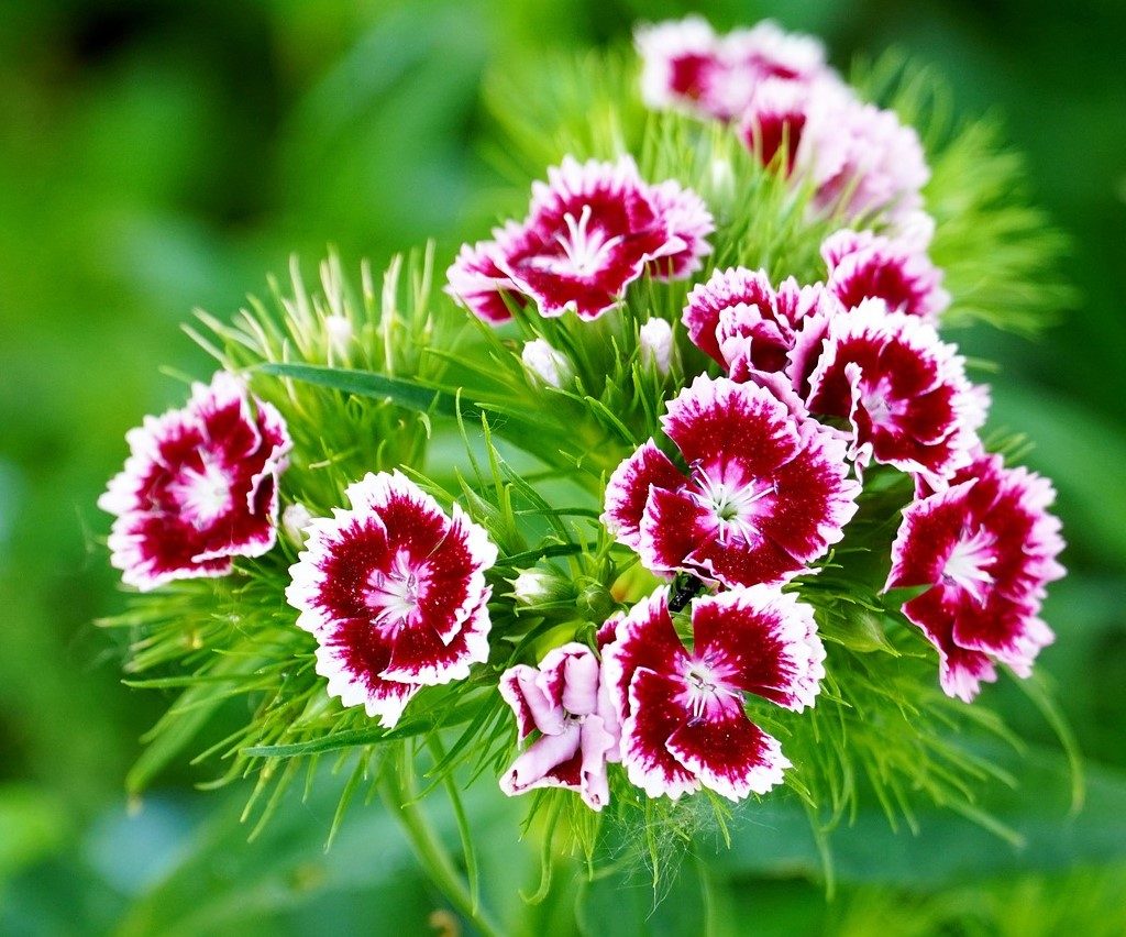 A cluster of small dianthus flowers