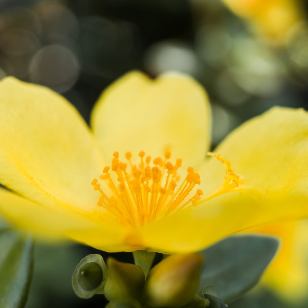 Yellow moss rose