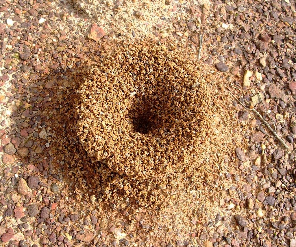 An anthill on pavement