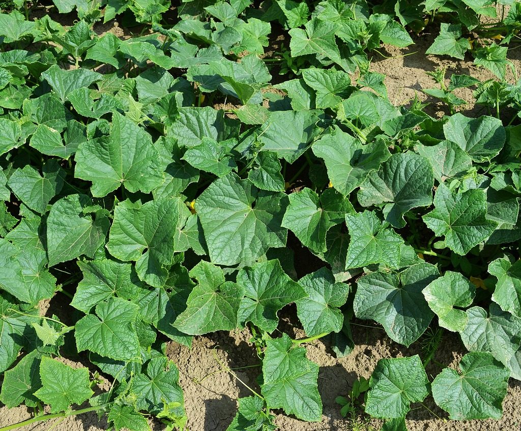 A patch of cucumber leaves