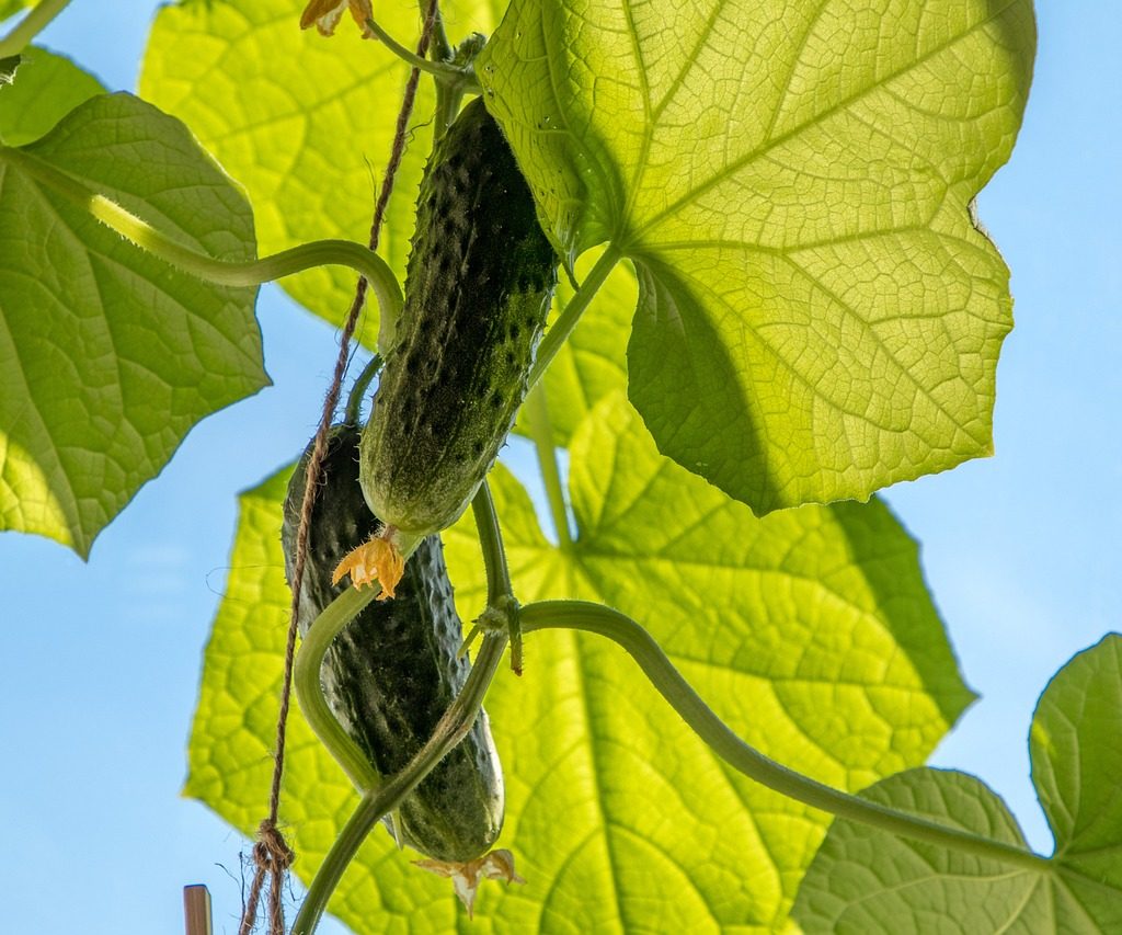 A cucumber plant in the sun