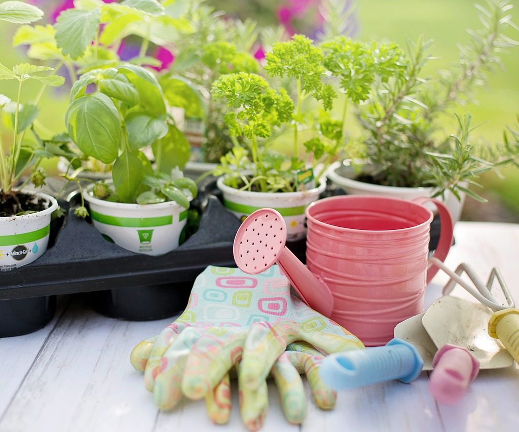 Herbs in nursery pots on a table with a watering can, gloves, and gardening tools