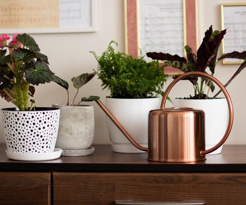 A potted begonia with other small potted plants and a watering can inside on a table