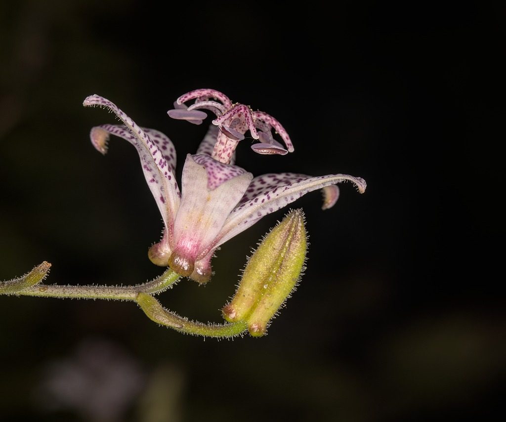 A Japanese toad lily flower at night