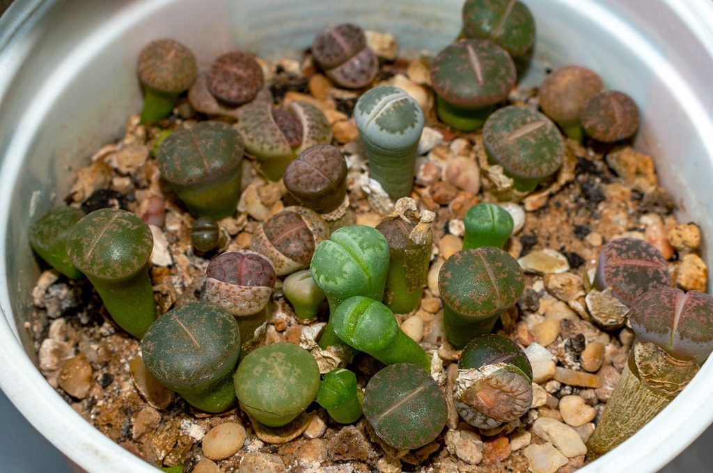 Lithops in container