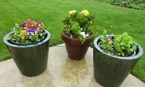 Three container gardens with flowers on a patio