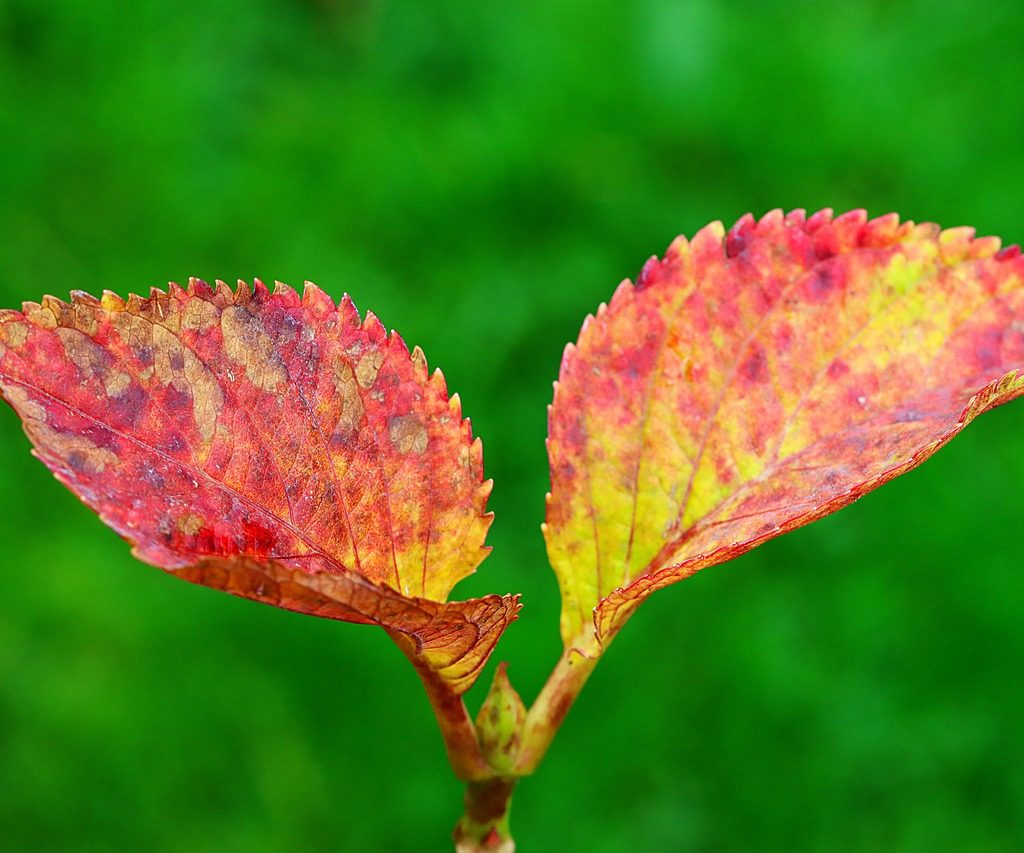 Red and orange hydrangea leaves with a few brown spots