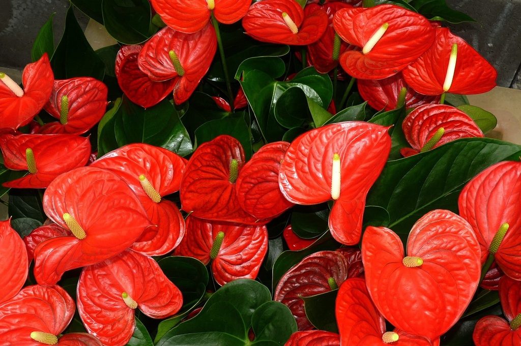 Several red anthurium flowers clustered together