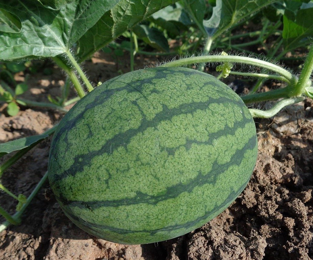 A large watermelon ripening on the vine.