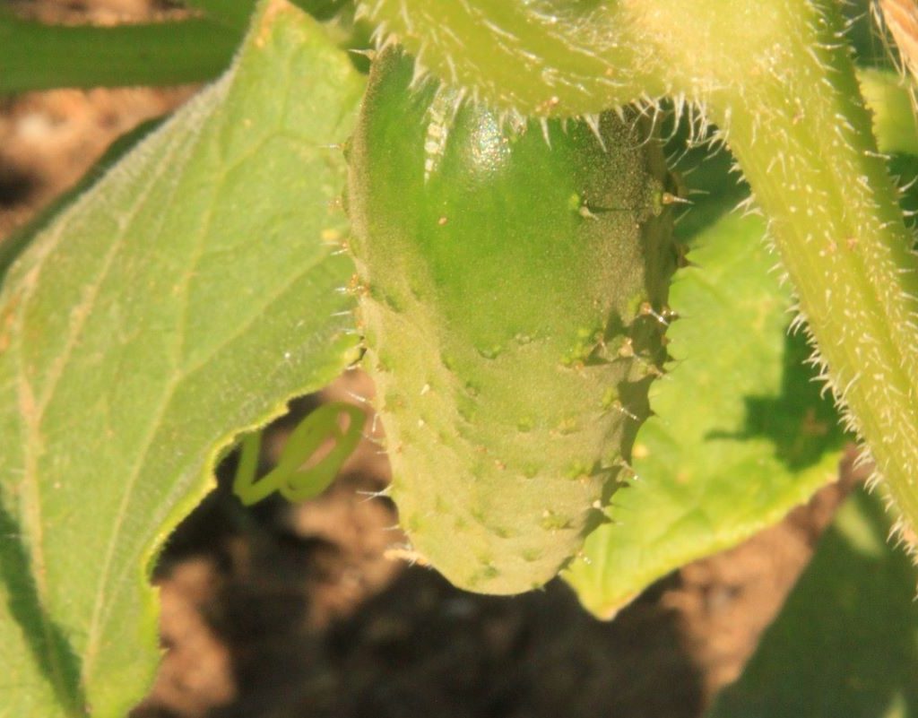 Yellow, wilting, cucumber plant