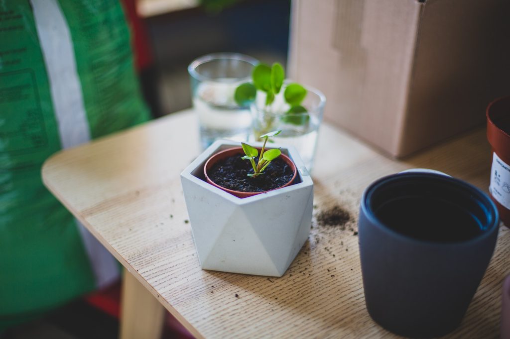 Small pilea plant in a geometric planter
