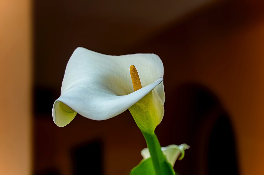 Closeup of calla lily