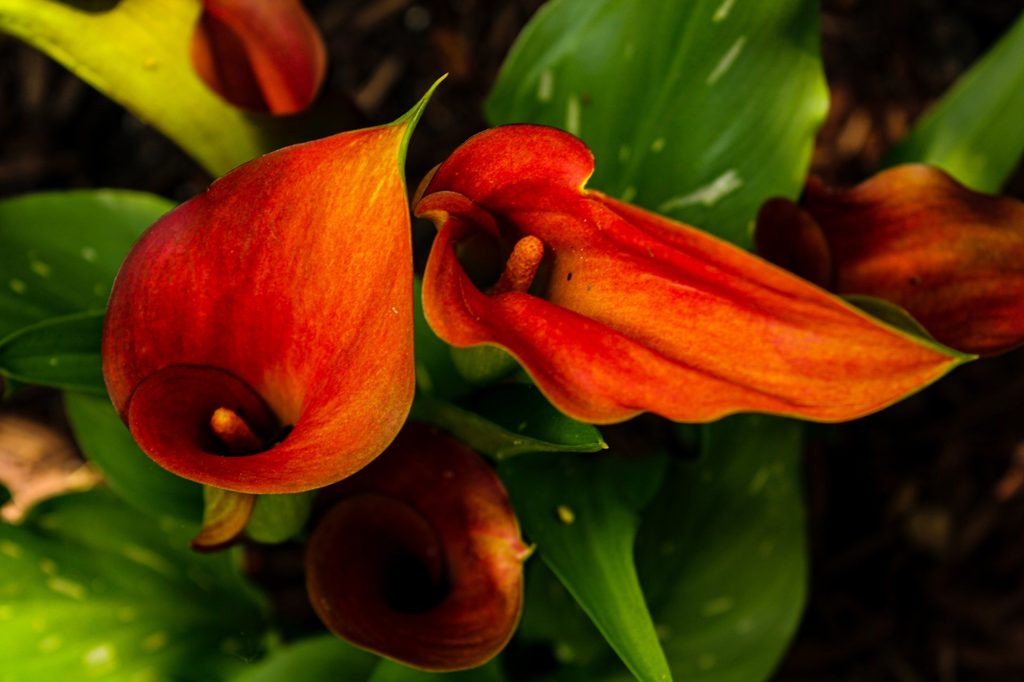 Deep orange calla lilies
