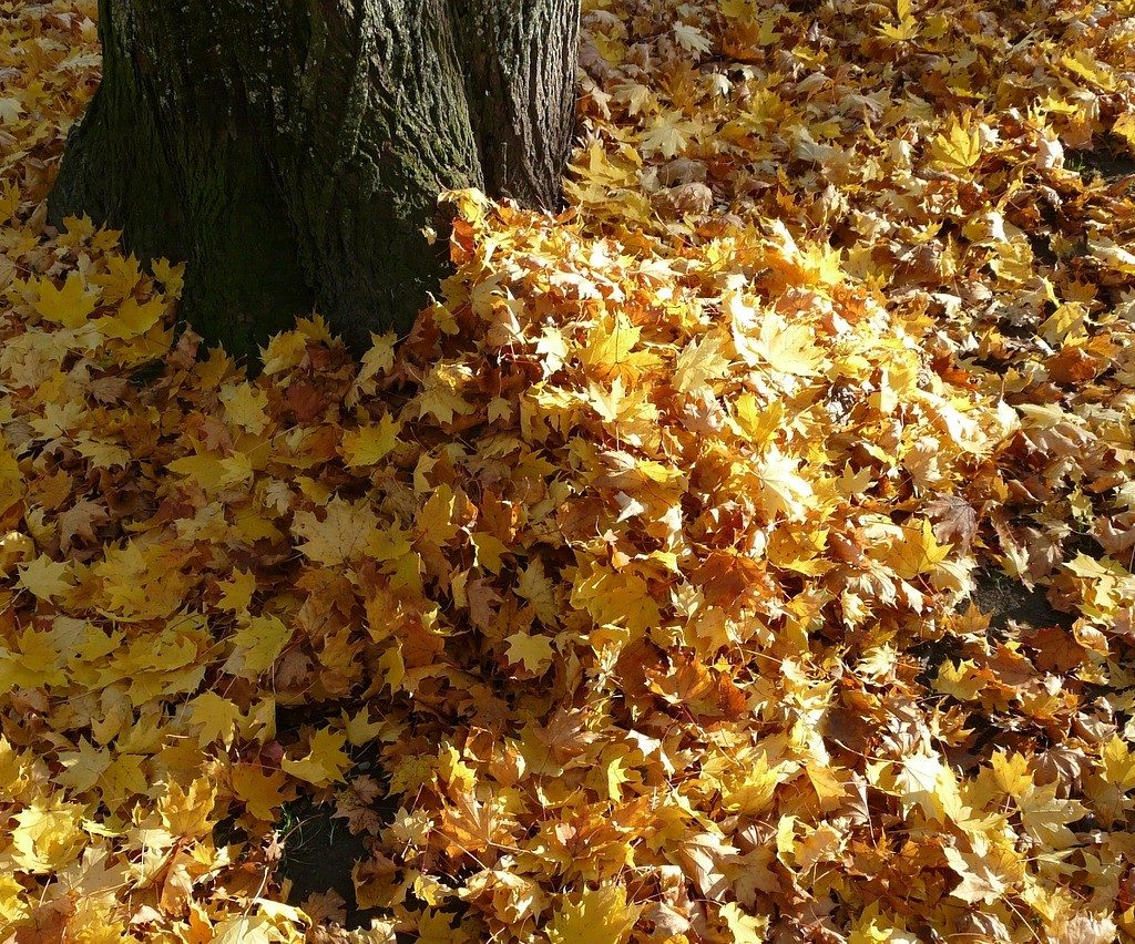 A pile of fallen leaves