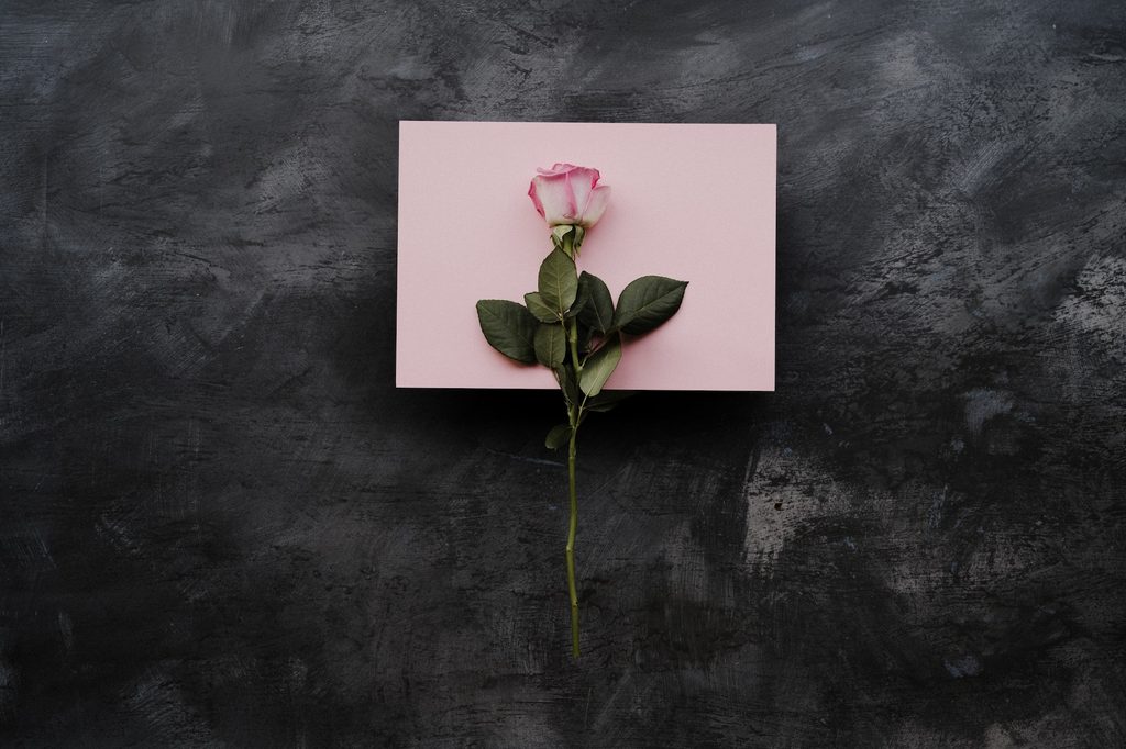 Rose stem against a pink cardstock sheet