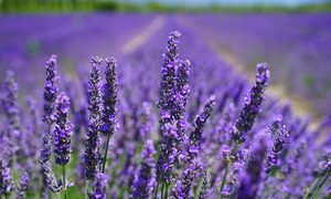 A field of lavender
