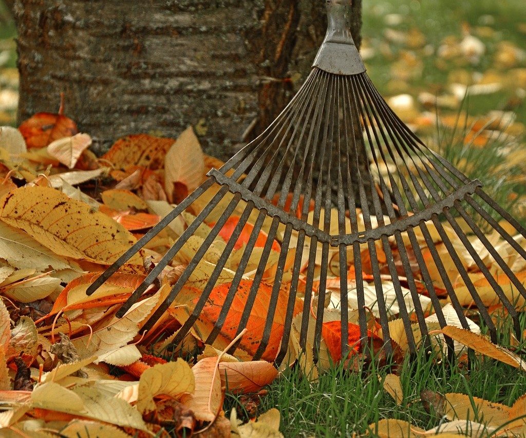 A rake with fallen leaves