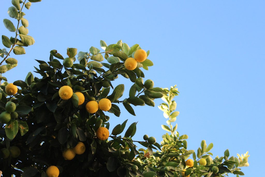 Lemon tree branch