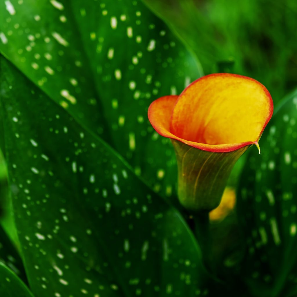 Orange calla lily