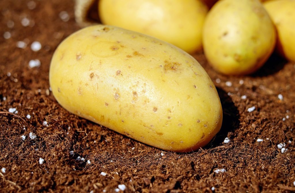 Potatoes on the ground