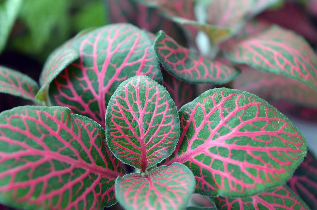 A fittonia plant with red veins