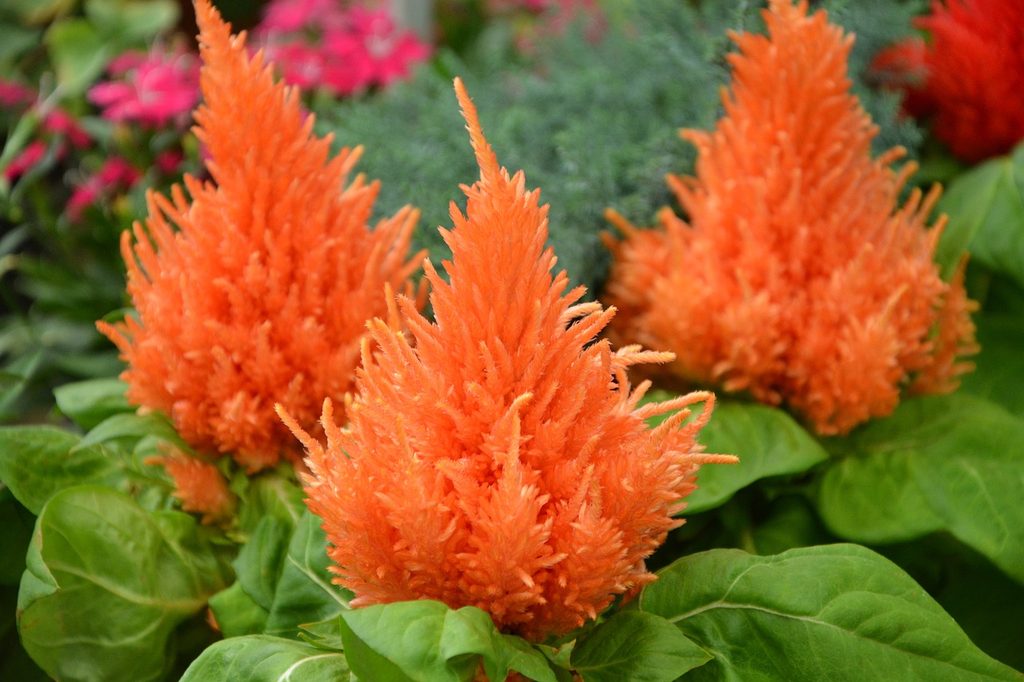 Pale orange celosia flowers