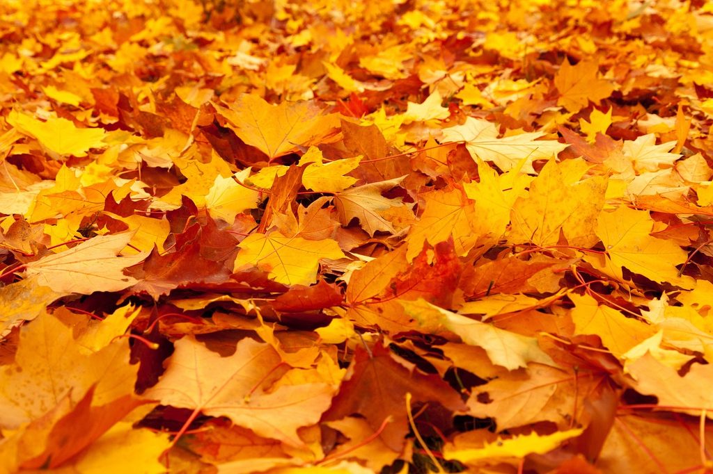 Yellow fallen leaves on the ground