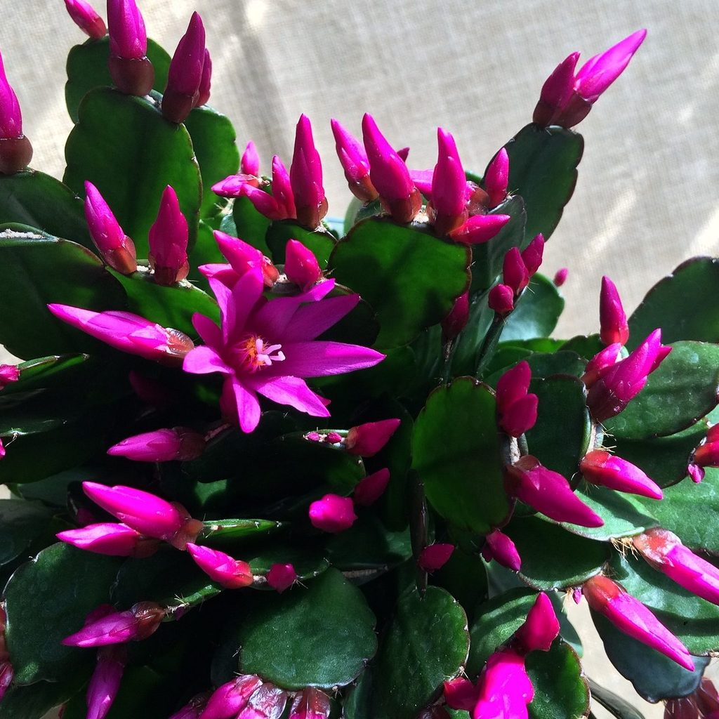 Christmas cactus with pink buds