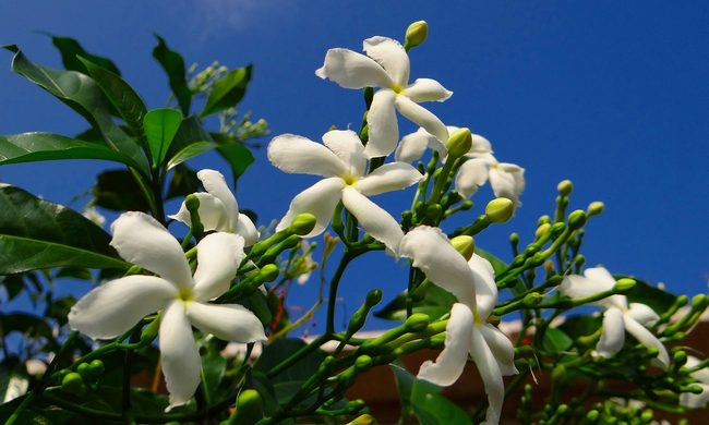 Crepe Jasmine flowers