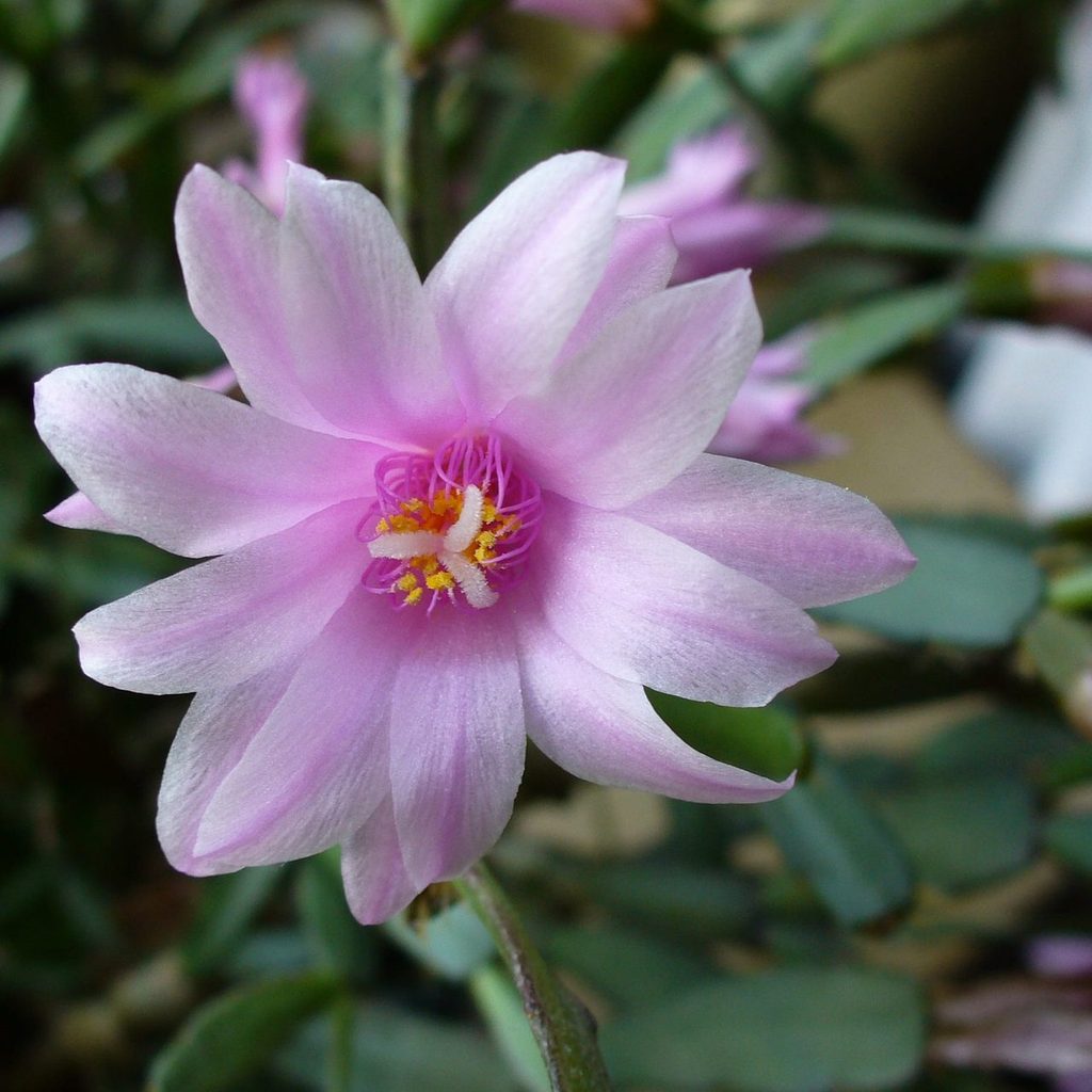 Easter cactus with pink bloom
