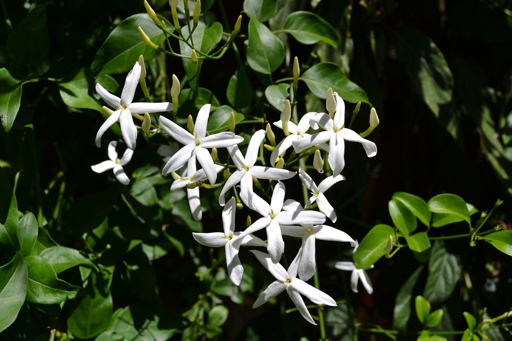 A jasmine plant flowering