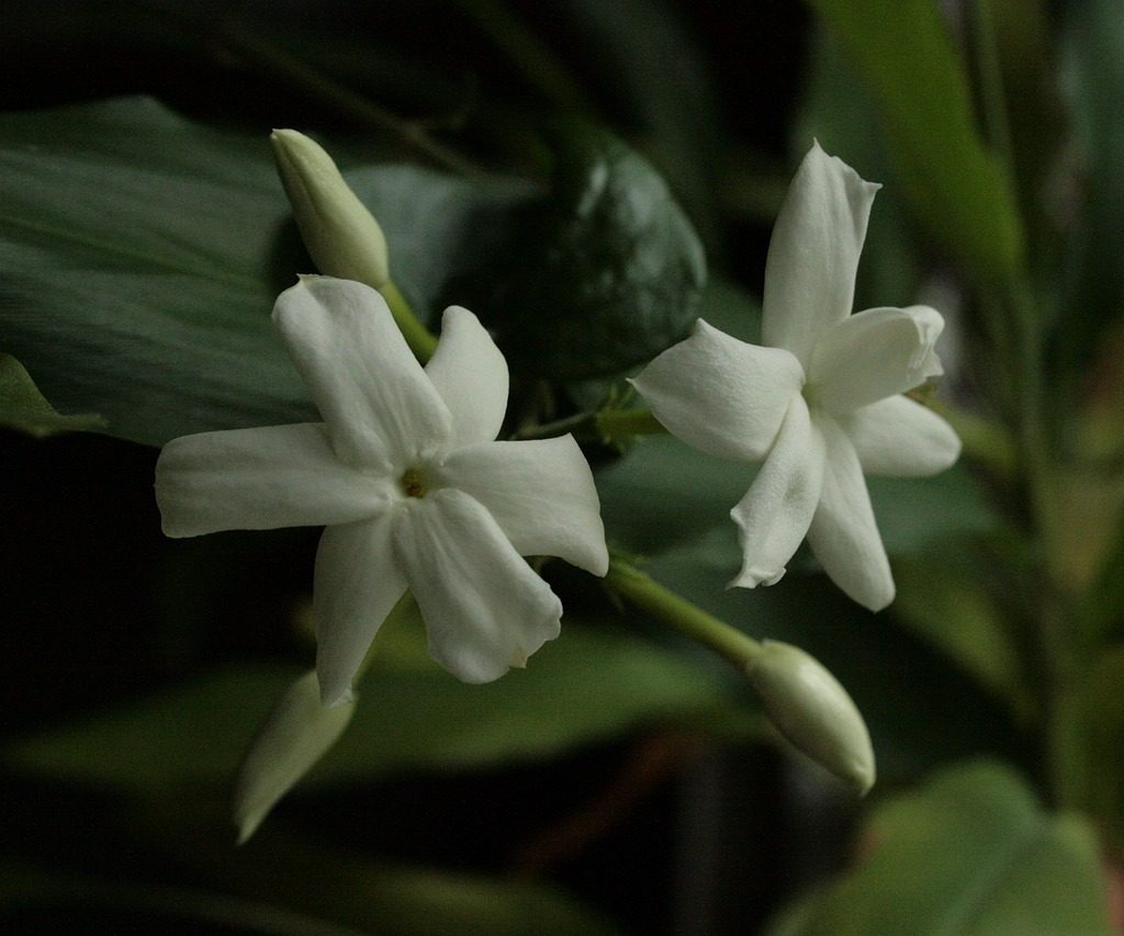 Jasmine flowers in the shade