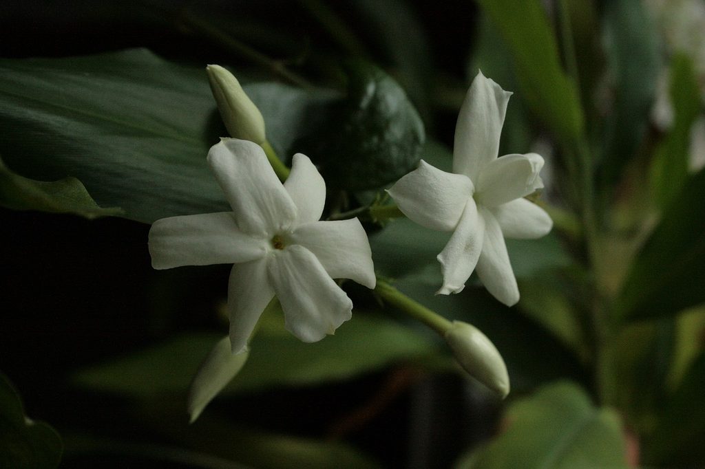 Jasmine flowers in the shade