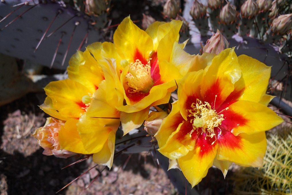 Large yellow and red flowers blooming on a cactus