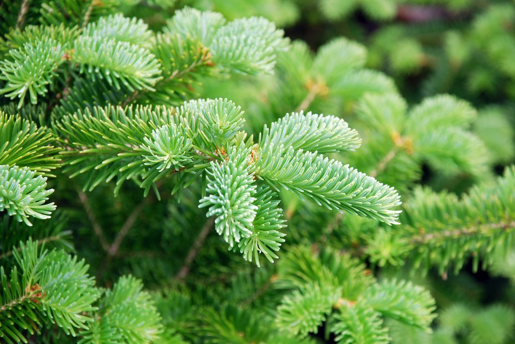 Norway spruce needles