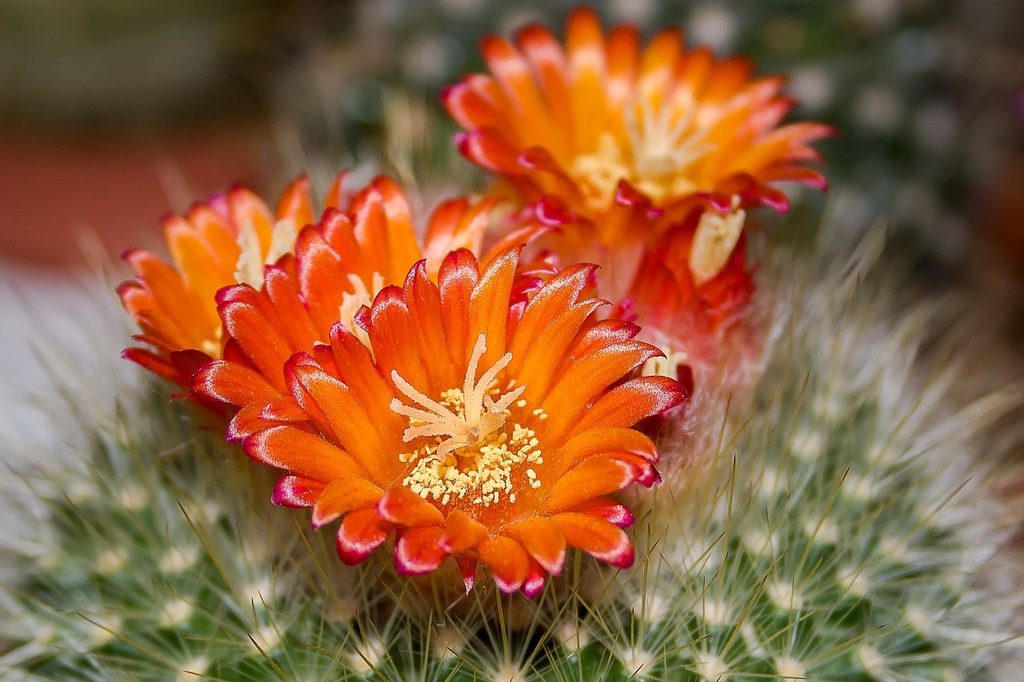 Orange cactus flower