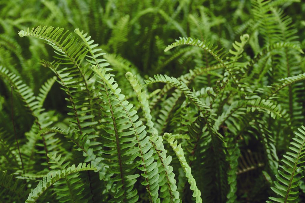 Pile of fern leaves
