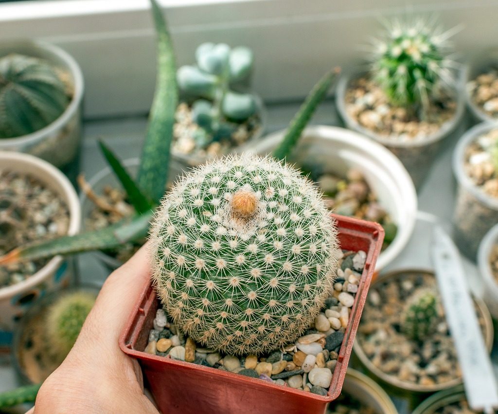A person holding a small potted cactus with several other cacti in the background