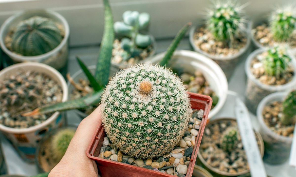 A person holding a small potted cactus with several other cacti in the background