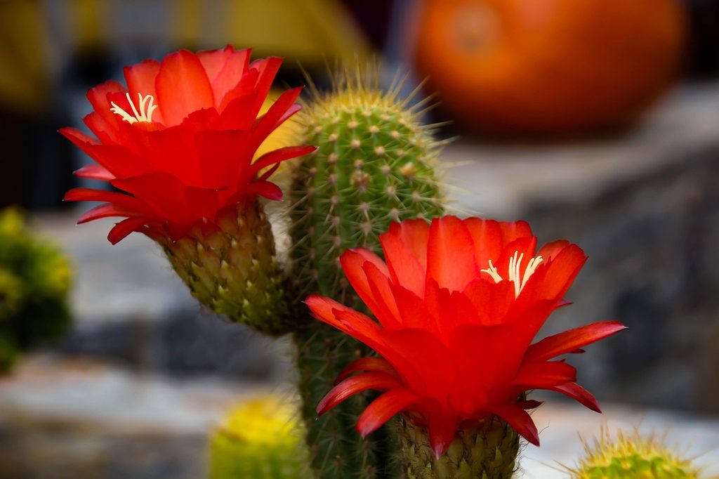 A small cactus with two red flowers