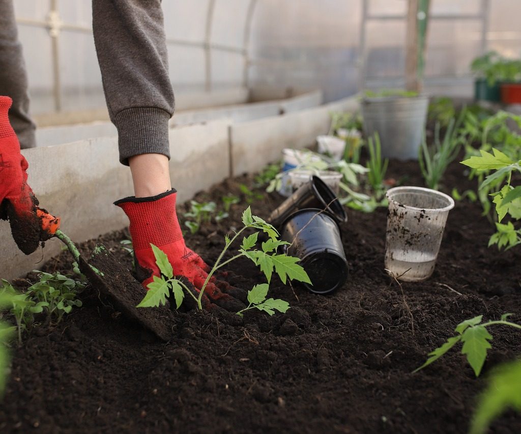 A person planting tomatoes in a greenhouse