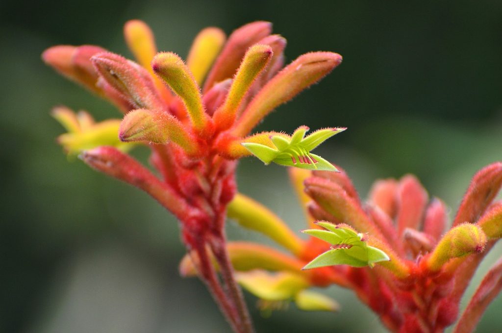 Orange and yellow kangaroo paw flowers